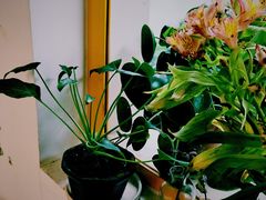 -About Bistro關於·泰式家庭料理