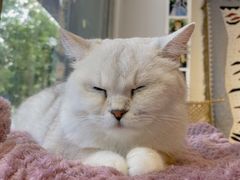 -平行世界·猫咖(首经贸店)