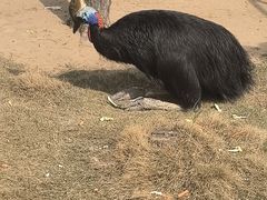 -西霞口神雕山野生动物世界