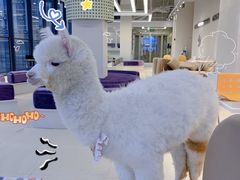 -怪兽屋·羊驼·猫咖·狗咖(俊华广场店)