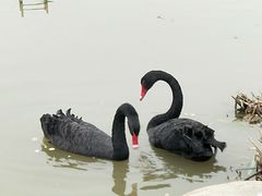 -荷兰花海