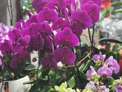 -循礼门鲜花花市(武汉循礼门店)