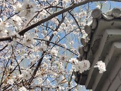 -桃花堤公园