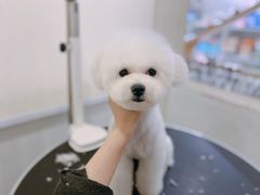 -BABYDOG宝贝狗宠物乐园(欧洲城店)