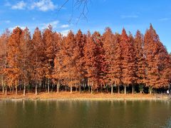 -溱湖国家湿地公园