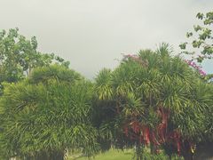 -呀诺达热带雨林