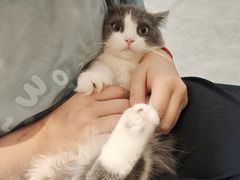 -飞行喵MR PILOT|猫舍·猫咖(静安大融城店)