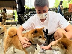 -柴犬高等学院·狗咖·柴犬售卖·宠物训练