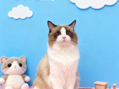 -BABIT巴比特宠物(MOMOPARK店)