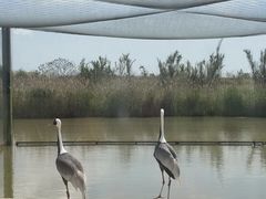 -盐城丹顶鹤湿地生态旅游区