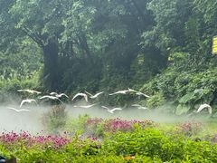 -广州长隆飞鸟乐园