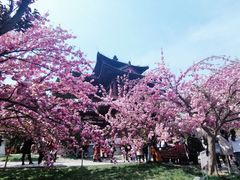 -西安青龙寺遗址景区