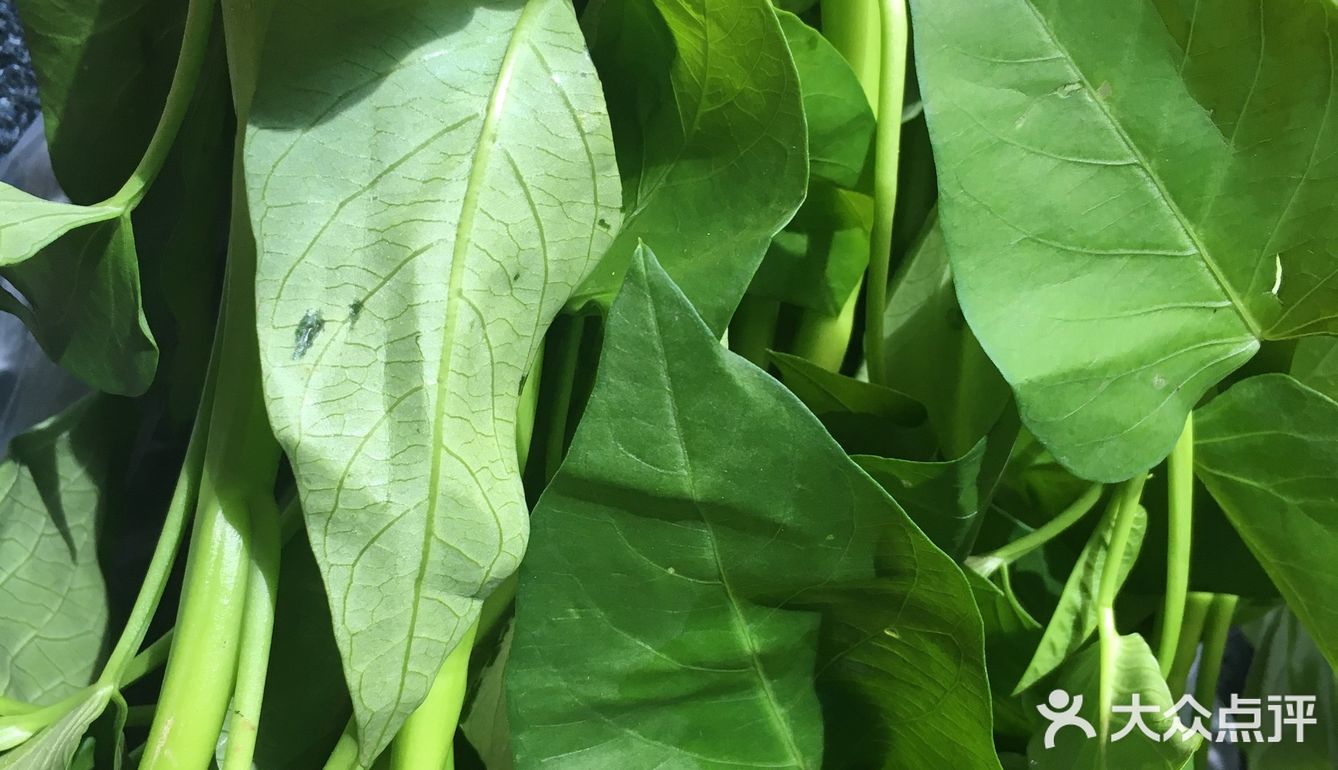 玉米夏季厨房养颜菜之炝炒空心菜