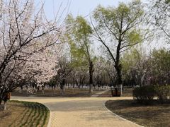 -蒲河岛湿地公园