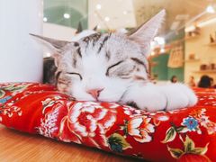 -飞行喵MR PILOT|猫舍·猫咖(静安大融城店)