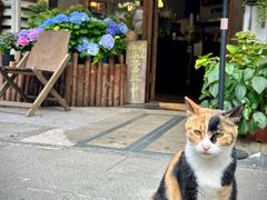 -concerto协奏曲咖啡店