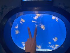 -烟台海昌鲸鲨海洋公园