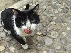 -上海佘山国家森林公园天马山园