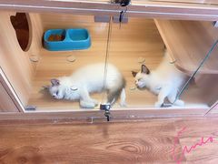 -猫十亿·布偶金渐层·曼基康矮脚猫舍(青年路店)