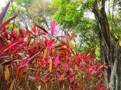 -深圳国际园林花卉博览园