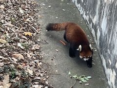 -合肥野生动物园
