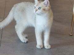 -飞行喵MR PILOT|猫舍·猫咖(静安大融城店)