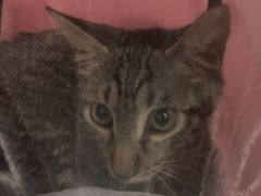-暖阳宠物医院·犬猫康复中心·骨科