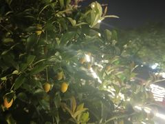 -老幺泉水鸡