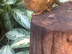 -阿提斯皇家动物园