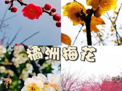 -橘子洲景区