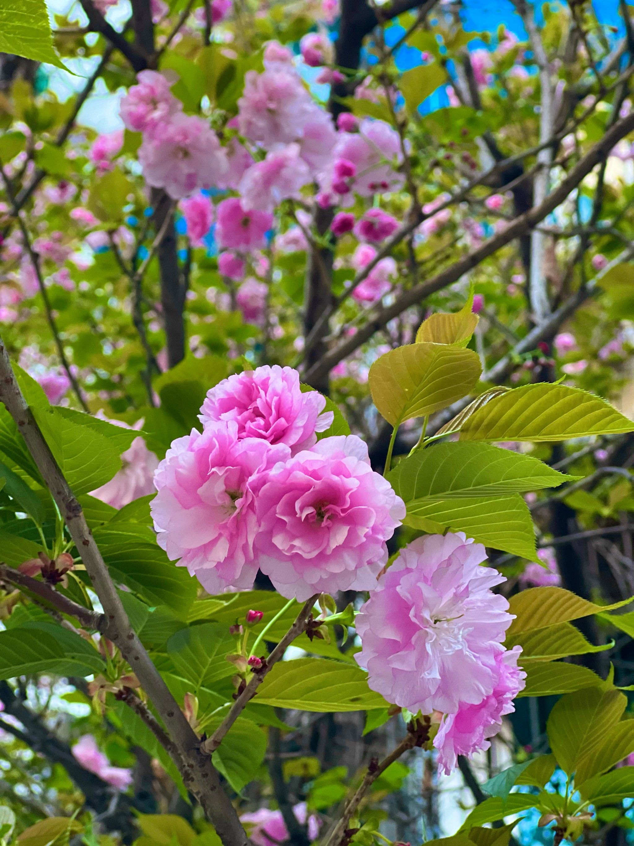 盛开花朵的美景