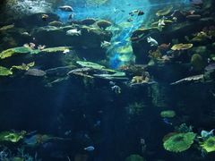 -暹罗海洋世界