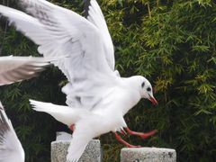 -昆明动物园