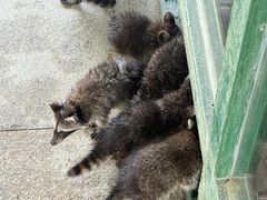 -秦皇岛野生动物园