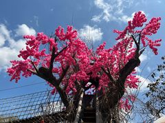 -天适樱花悠乐园