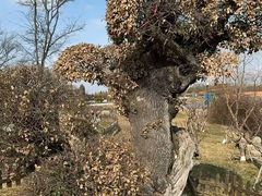 -荷兰花海
