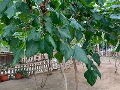 -上海都市菜园