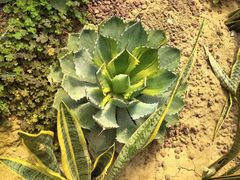 -北京呀路古热带植物园