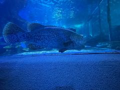 -太平洋海底世界