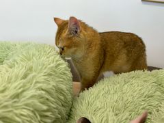 -有喵·猫咖·狗咖·30几只猫10只小狗(岗厦店)