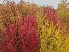 -天津东丽湖风景区