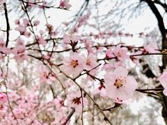 -桃花堤公园
