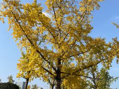 -重庆中央公园(渝北区)