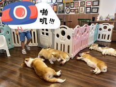 -柯斗斗主题餐厅·狗咖·围炉煮茶·茶饮(国瑞升平里店)