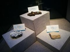 -烟台自然博物馆
