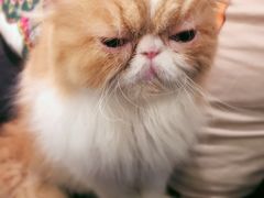 -more than meow吴止猫主题餐厅(承德 中船汇店)