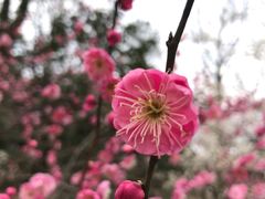 -杭州植物园