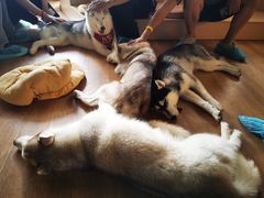 -Husky Go! 哈士奇体验馆·宠物咖啡厅狗咖