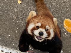 -合肥野生动物园
