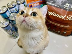 -十年猫舍·猫咪专门店(普陀店)